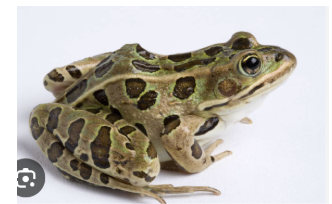 <p>northern leopard frog </p>