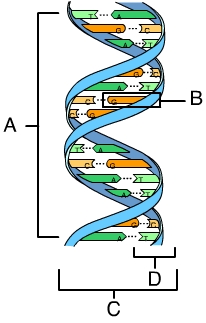 <p>nucleotide</p>