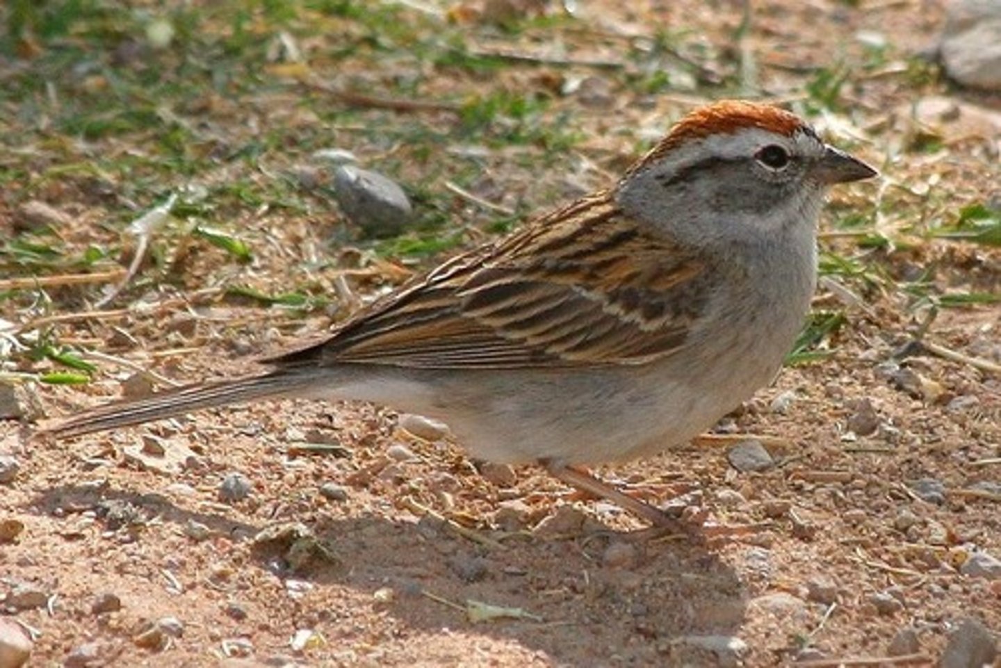 <p>Passeriformes</p><p>Dark eyeline, rufous cap and white just underneath cap, grayish breast</p>