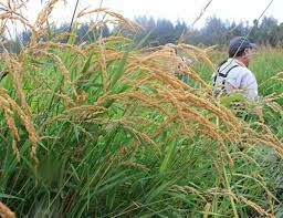 Reed Canary Grass