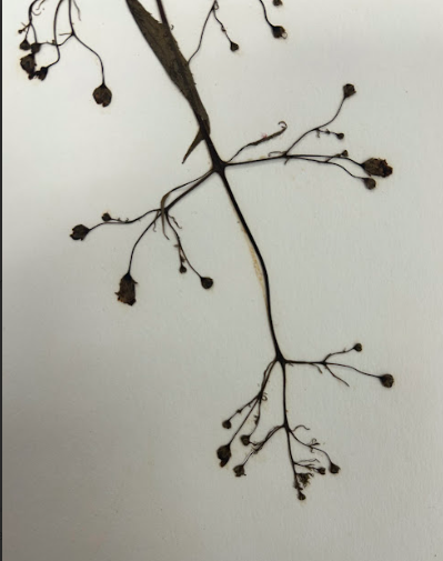 <p>Scrophulariaceae</p><p><em>Scrophularia</em></p>