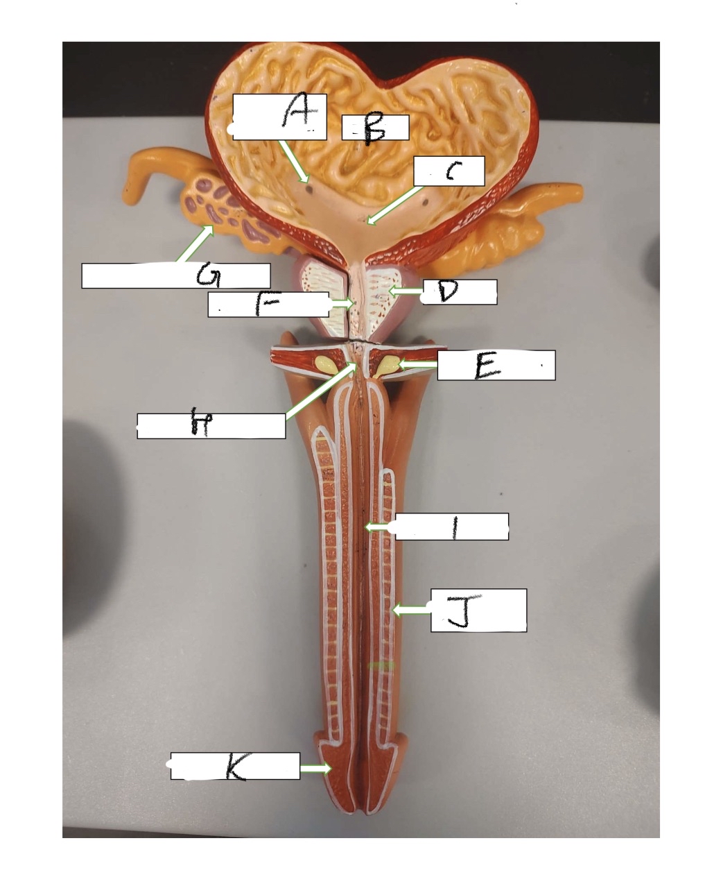<p>What is structure K</p>