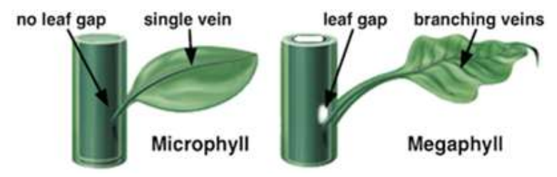 Lycophytes, Ferns and Horsetails (“fern allies”)

* _____ (extinct/extant) vascular plants that first appeared in the upper _____ Period
* Lycophyte fern allies are _____ (microphyllous/megaphyllous) while monilophyte ferns and horsetails are _____ (microphyllous/megaphyllous)
* the gametophytes are small and free-living → they are _____ dominant