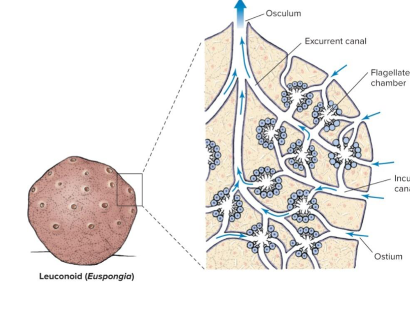 <p>Porifera body plan </p><p>most complex body plan w/ the highest surface area</p><p>contains chambers with choanocytes</p><p>water enters through the ostium and is pumped through an incurrent canal and into a flagellated chamber. Water is then pushed to the excurrent canal and out many osculum </p><p>most common between classes, exlusive in Demospongiae </p>