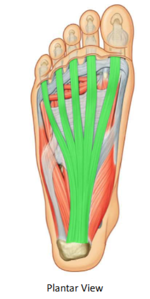 <p>Plantar aponeurosis</p>