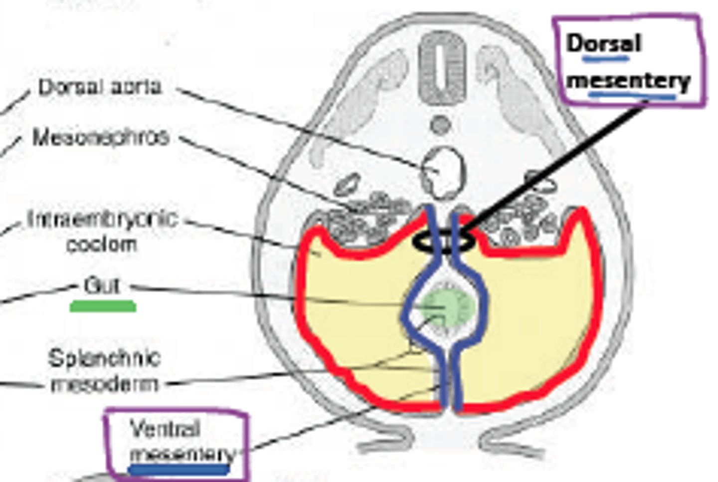 <p>double layered peritoneum that anchors organs to the abdominal wall</p><p>-contains blood vessels, nerves, and lymph vessels to supply organs</p>
