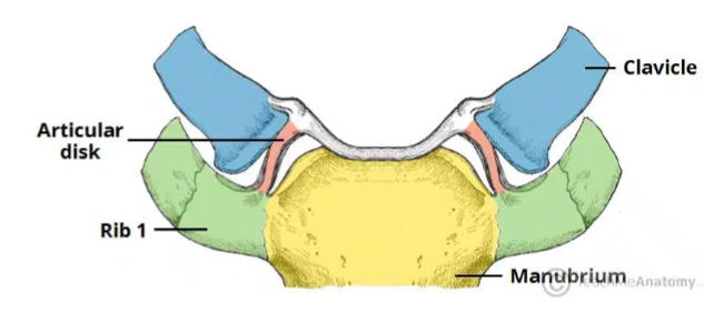 <p><span style="color: rgb(15, 2, 2)">Synovial Gliding Joint (planar)</span></p><p></p><ul><li><p>No axis of rotation</p></li><li><p>(permits limited sliding between bones)</p></li></ul><p></p>