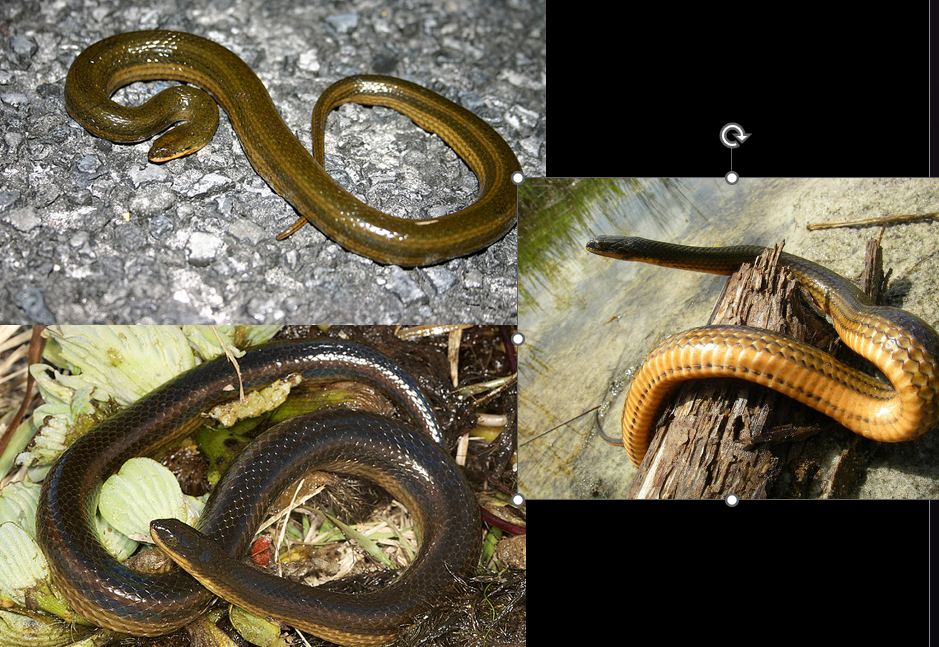 <p>weedy, dirty water; south most middle of GA; olive green with long stripes going down the body</p>