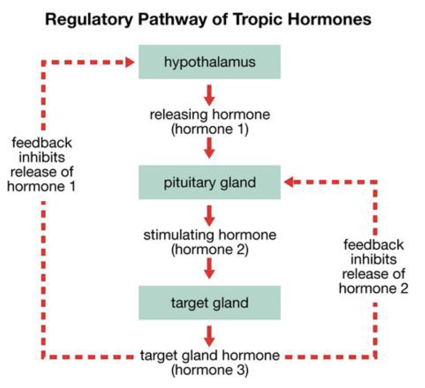 <p>hormones released by target glands can<strong> feedback inhibit hormone release</strong> from <strong>both pituitary gland + hypothalamus </strong></p>