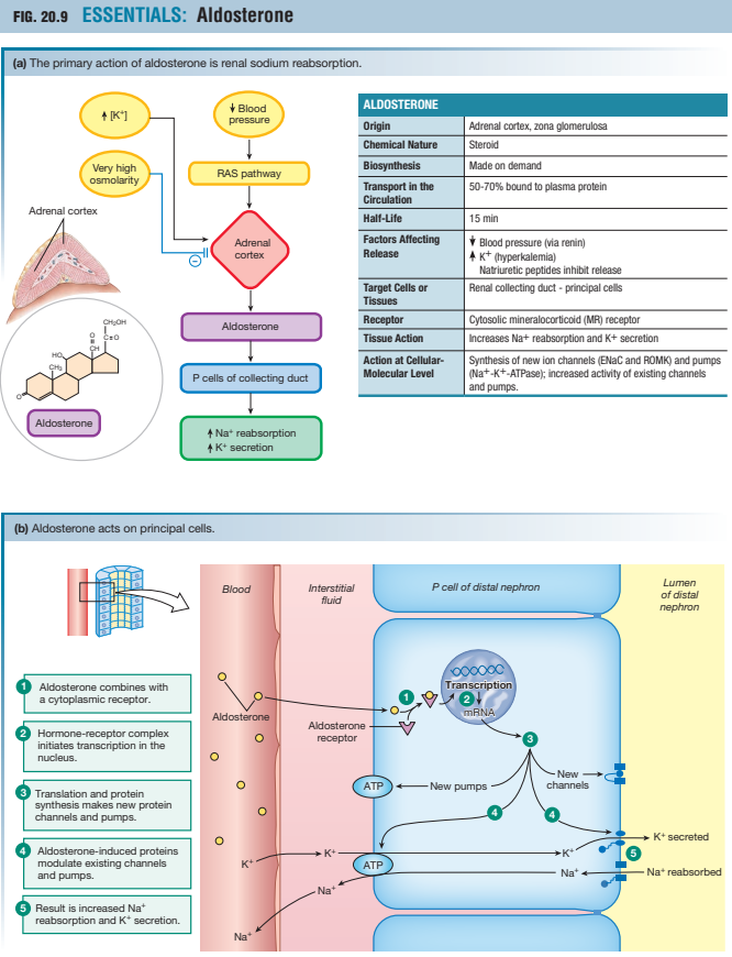 <ul><li><p><strong>Productieplaats:</strong> bijniercortex (zona glomerulosa).</p></li><li><p><strong>Doelwit:</strong> <em>principale cellen</em> in de <strong>distale tubulus</strong> en <strong>corticale verzamelbuis</strong>.</p></li><li><p><strong>Werking:</strong></p><ol><li><p>Aldosteron diffundeert de cel in → bindt aan <strong>mineralocorticoïdreceptor (MR)</strong>.</p></li><li><p>Het complex activeert genexpressie → meer <strong>Na⁺-kanalen (ENaC)</strong> en <strong>K⁺-kanalen (ROMK)</strong>.</p></li><li><p>Meer <strong>Na⁺/K⁺-pompen</strong> aan de basolaterale zijde →</p><ul><li><p><strong>Na⁺ wordt gereabsorbeerd</strong>,</p></li><li><p><strong>K⁺ wordt uitgescheiden</strong>.</p></li></ul></li></ol></li><li><p><strong>Gevolg:</strong></p><ul><li><p>↑ Na⁺-retentie → ↑ waterretentie → ↑ bloedvolume → ↑ bloeddruk</p></li><li><p>↑ K⁺-excretie → voorkomt hyperkaliëmie</p></li></ul></li></ul><p></p>