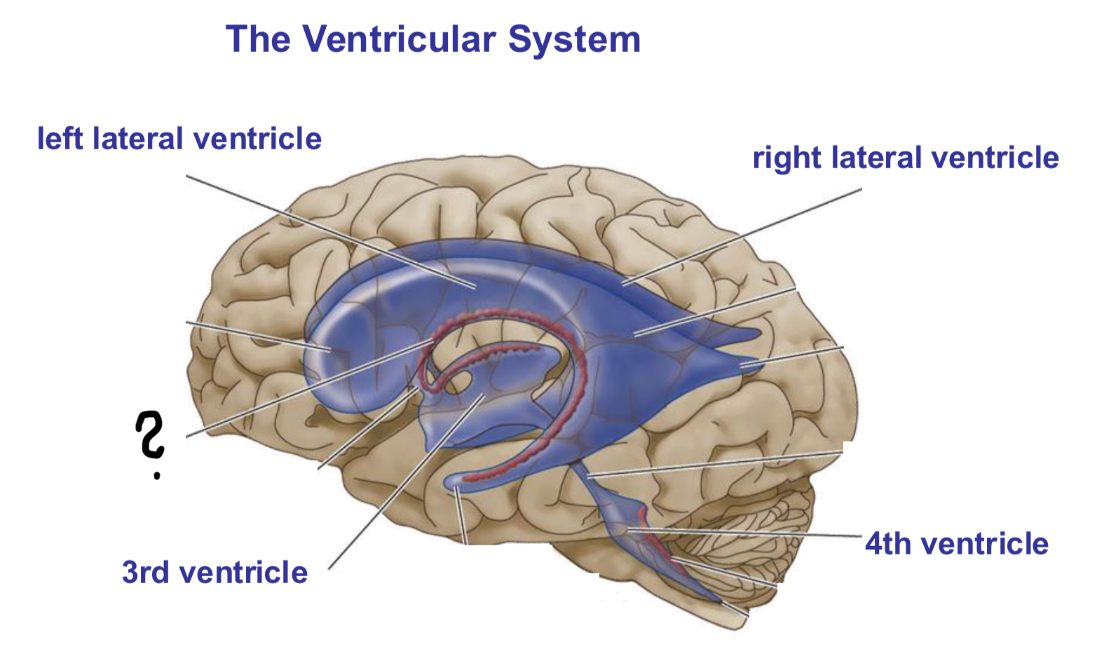 <p>What is this structure called? What is its main function?</p>
