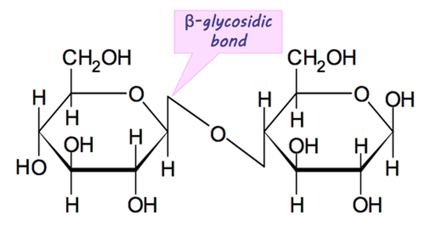 <p>The molecule has to orientate it 180 degrees so that the OH on C1 on one β-glucose is next to the OH on the C1 of another β-glucose</p>