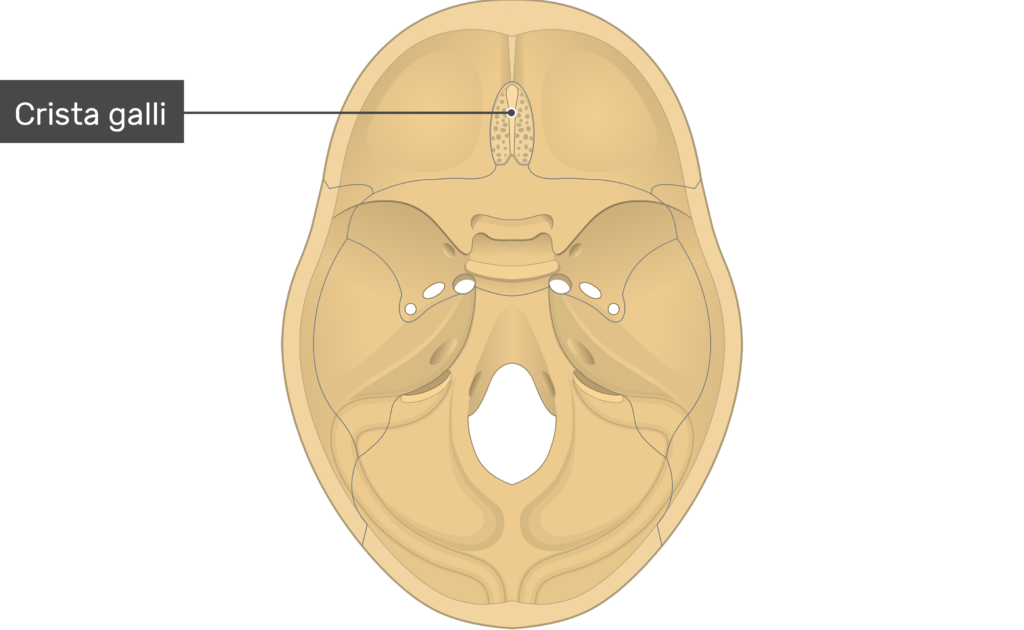 <p>ethmoid</p>
