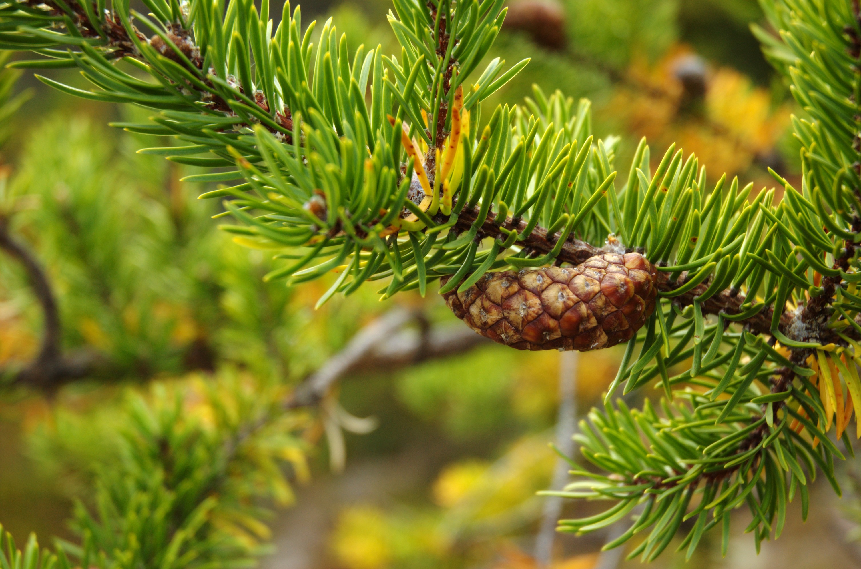 <p>Common name: Jack pine</p><p></p><p>Genus: Pinus</p><p></p><p>Species: banksiana</p><p></p><p>Family: Pinaceae</p>