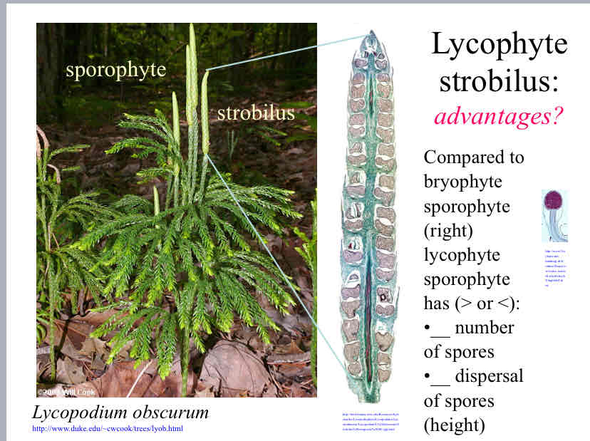 <p>Lycophyte strobilus advantages</p>