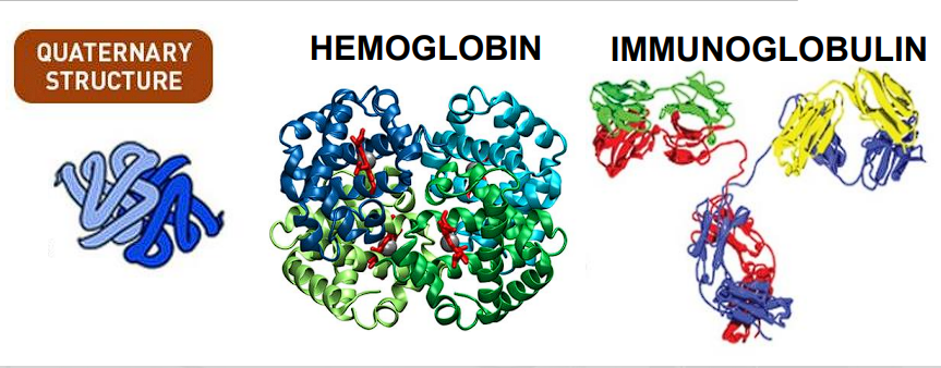 <p>Hemoglobin</p><p>Immunoglobin</p>