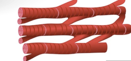 <p>involuntary; striated; heart </p>