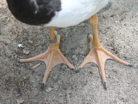 <p><span><span>webbing occurs when a small web is present between toes 2, 3, and 4, but this web does not extend to the claw of each toe</span></span></p>