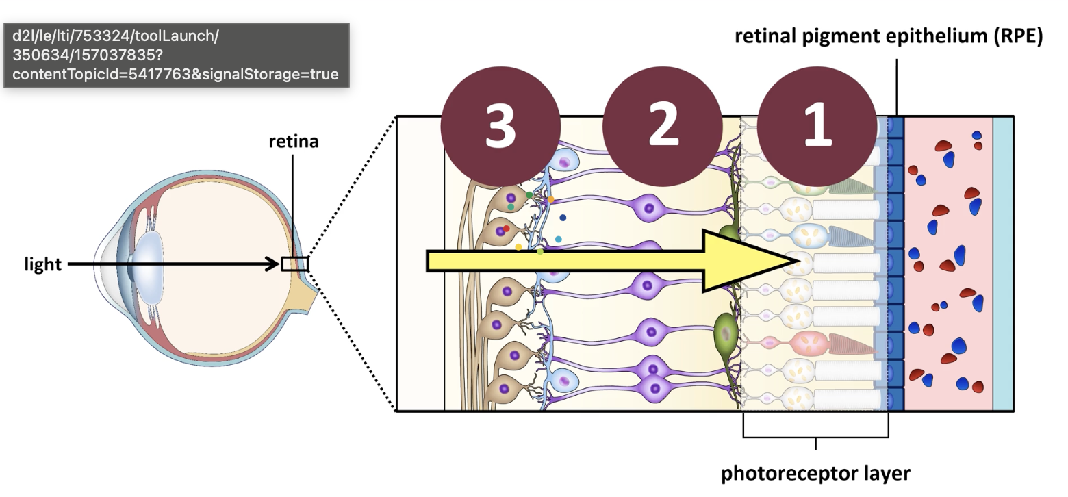 <ol><li><p>photoreceptor</p></li><li><p>bipolar cells</p></li><li><p>ganglion cells</p></li></ol><p></p>