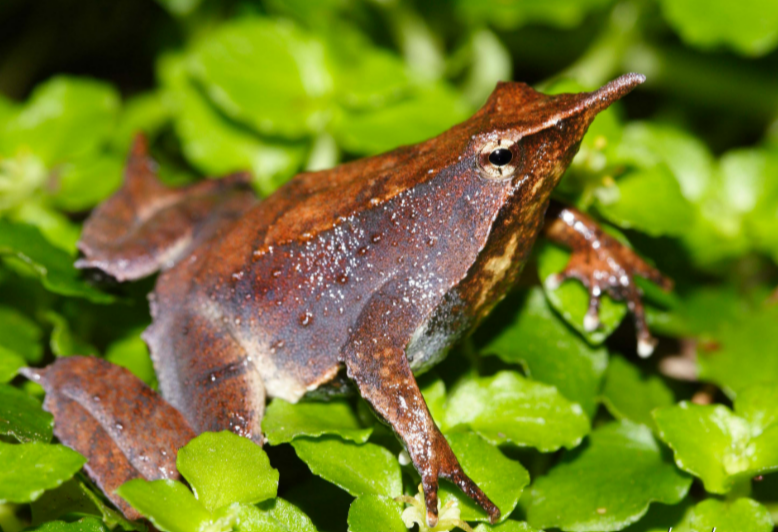 <p></p><p><strong><u>Distribution:</u></strong></p><ul><li><p>South America</p></li></ul><p><br><strong><u>Traits:</u></strong></p><ul><li><p>fleshy probiscus projects from tip of snout </p></li><li><p>males carry larvae in their vocal pouches</p></li></ul><p></p><p><strong><u>Larval Type:</u></strong></p><p>IV</p>