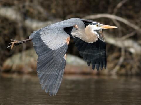 <p>Great Blue Heron</p>
