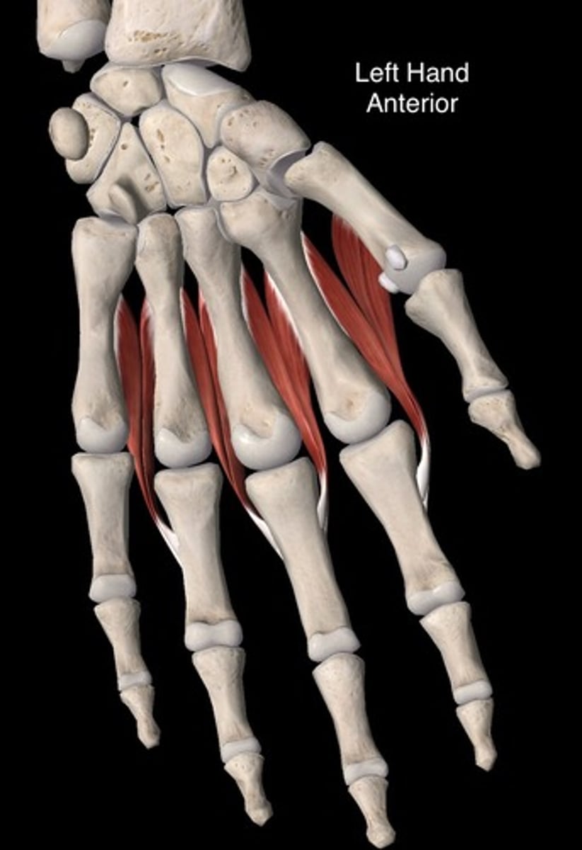 <p>O: First: adjacent sides of the first and second metacarpal</p><p>Second: adjacent sides of the second and third metacarpal</p><p>Third: adjacent sides of the third and fourth metacarpal</p><p>Fourth: adjacent sides of the fourth and fifth metacarpal</p><p>I: First: radial side of the index finger, chiefly to the base of the proximal phalanx</p><p>Second: radial side of the middle finger</p><p>Third: Ulnar side of the middle finger, chiefly into extensor expansion</p><p>Fourth: ulnar side of the ring finger</p><p>A: Abduction 2nd, 3rd, 4th digits away from middle finger</p><p>N: ulnar</p>