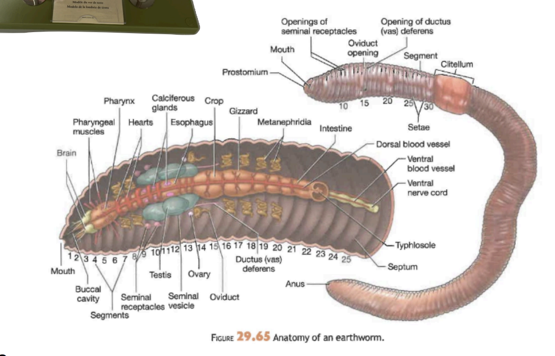 <p>External anatomy includes mouth, prostomium, segment, and setae.</p>
