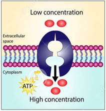 <p>some small molecules move across the cell membrane with energy and a transport protein</p><ul><li><p>requires energy, usually in the form of ATP hydrolysis, to move substances against their concentration gradients</p></li><li><p>all proteins involved are carrier proteins</p></li><li><p>allows cells to maintain solute concentrations that differ from the environment</p></li></ul><p></p>
