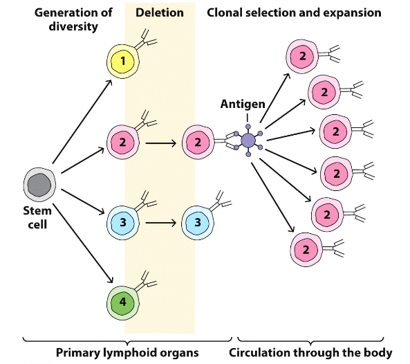 <p>• When a B or T cell interacts with its specific antigen, it is selected and becomes activated</p><p>• Activation results in a proliferation, producing a large number of clones </p><p>       - Each clone is reactive against the antigen that initially stimulated the original lymphocyte Clonal Selection</p>