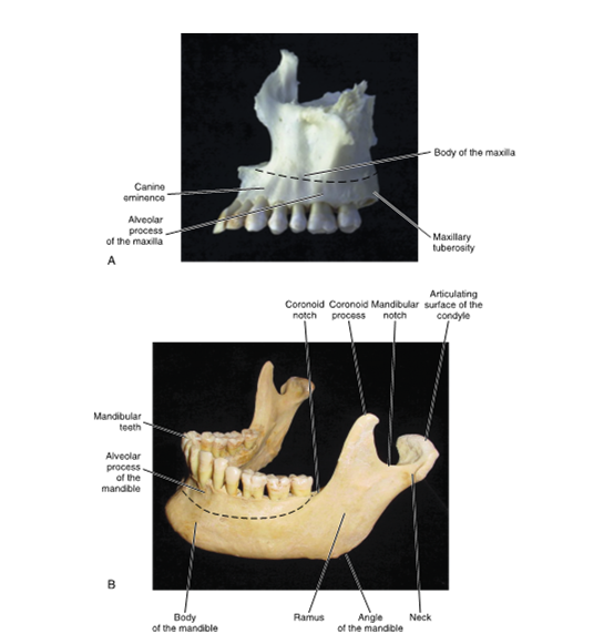<ul><li><p>head articulates with the TMJ</p></li><li><p>(con people are always behind)</p></li></ul><p></p>