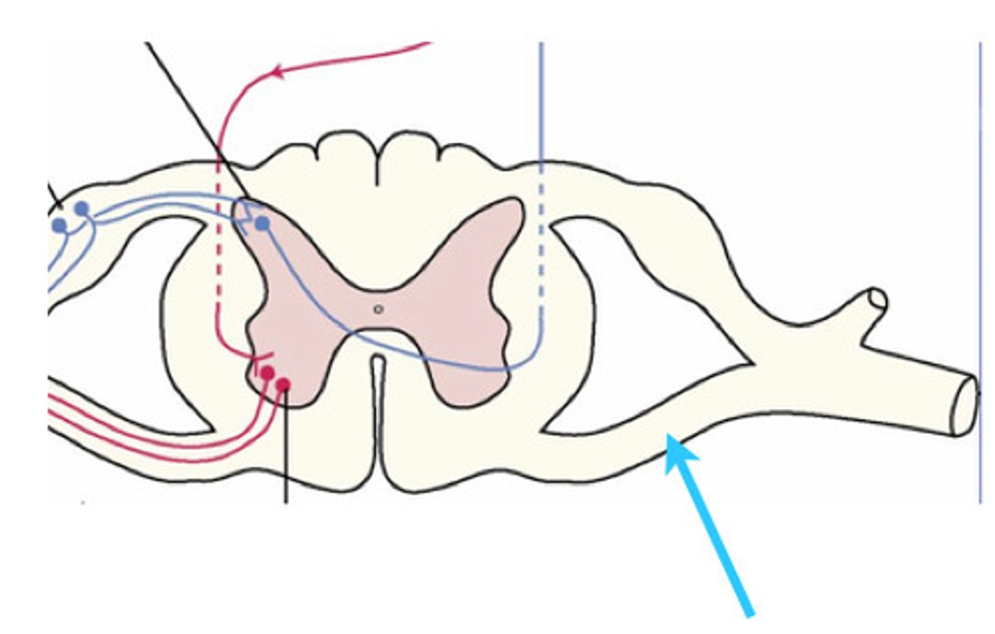 <p>Nerve roots that carry motor information away from the spinal cord.</p>
