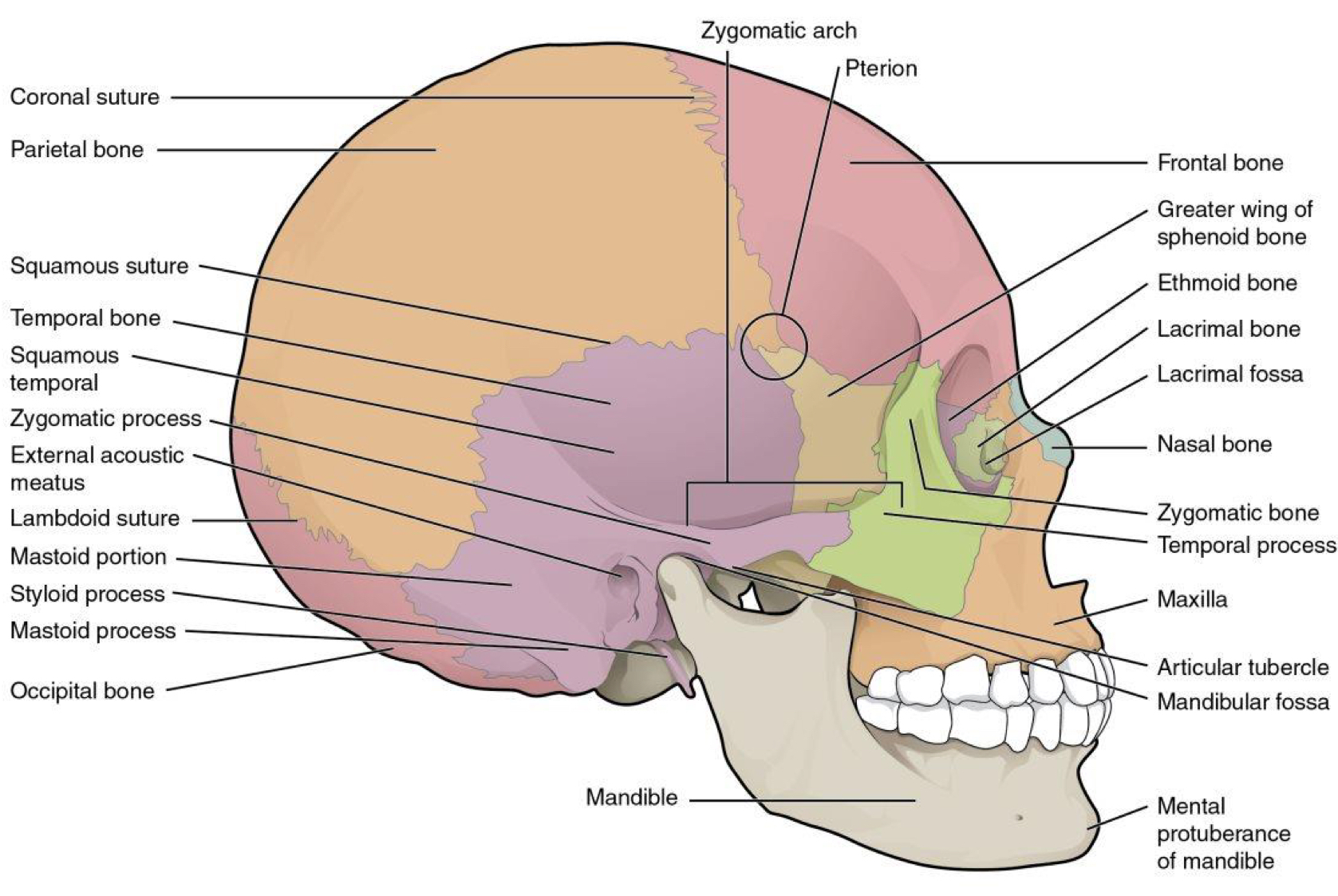 <p>Junction between the frontal and parietal bones</p>