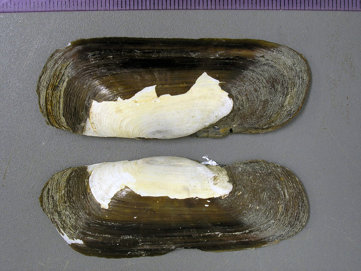 <p>Stout Razor Clam</p><p></p>