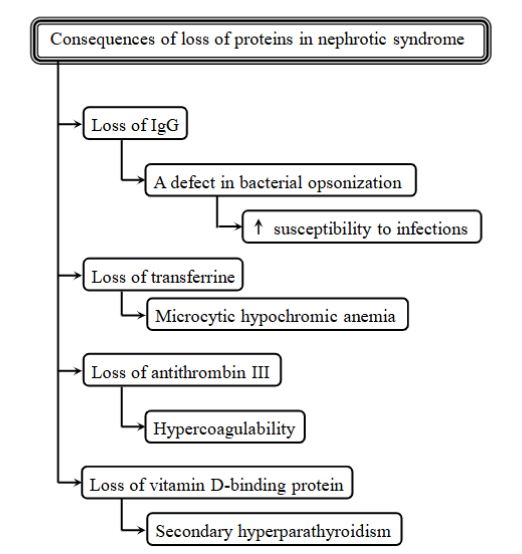 <p>Condition characterized by <span style="color: blue">severe proteinuria, albuminuria, hypoalbuminemia, peripheral edema, hyperlipidemia and fat bodies in the urine.</span></p><p><strong>Consequences of loss of proteins in nephrotic syndrome:</strong></p><ol><li><p>immunodeficiency - loss of lgG</p></li><li><p>Anemia - loss of transferrin</p></li><li><p>hypercoagulability - increased risk of blood clots</p></li><li><p>secondary hyperparathyroidism - loss of vitamin-D binding protein, affecting calcium metabolism</p></li></ol><p><strong>Pathogenesis:</strong></p><ul><li><p><strong>increased glomerular permeability</strong> → filters in kidneys are letting through products they should not, like proteins</p><ul><li><p>leads to albuminuria (albumin in urine), urinary losses of proteins carrying hormones, metals and vitamins, hypoalbuminemia (not enough in blood), edema (low albumin → fluid leaks out of blood vessels), malnutrition, increased infections, thromboembolism (changed coagulation), tubular dysfunction</p></li></ul></li></ul><p></p>