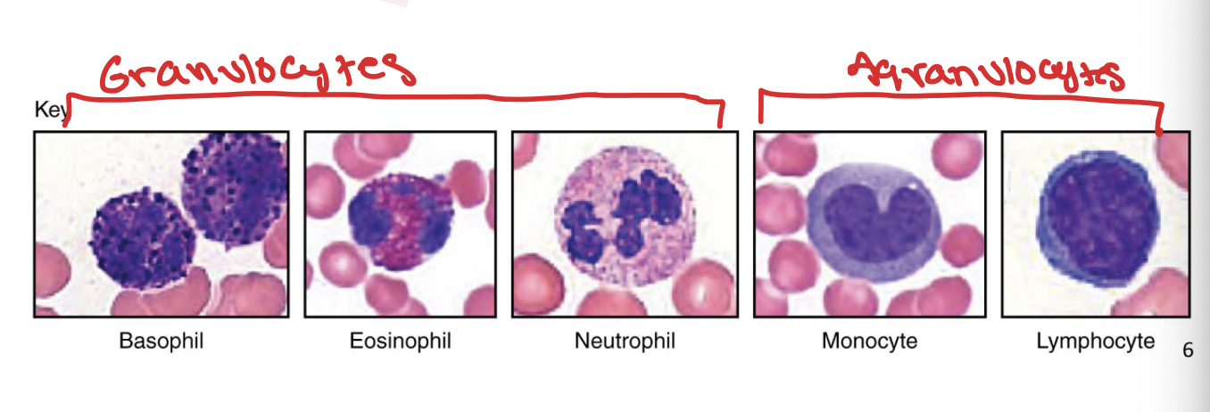 <p>1) Erythrocytes = RBCs</p><p>2) Thrombocytes = platelets (cell fragments from bone marrow)</p><p>3) Leukocytes = WBCs</p><ul><li><p>Granulocytes</p><ul><li><p>Neutrophils</p></li><li><p>Eosinophils</p></li><li><p>Basophils</p></li></ul></li><li><p>Agranulocytes</p><ul><li><p>lymphocytes</p></li><li><p>monocytes </p></li></ul></li></ul><p></p>