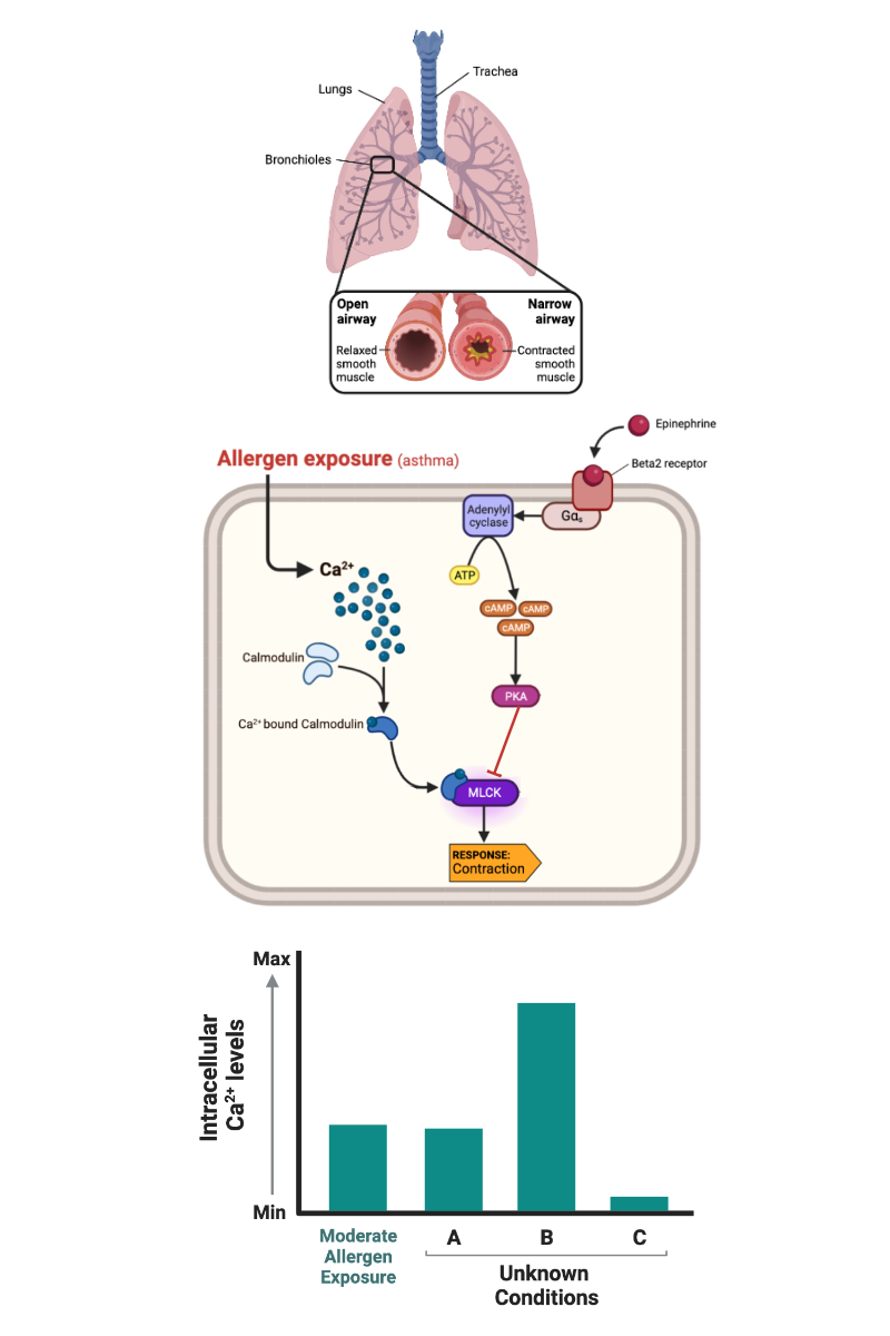 <p>Which bar most likely represents the concentration of calcium ions (Ca<sup>2+</sup>) in a cell that has been exposed to a high concentration of allergen?</p><ul><li><p><span>a. Bar A</span></p></li><li><p><span>b. Bar B</span></p></li><li><p><span>c. Bar C</span></p></li></ul><p></p>