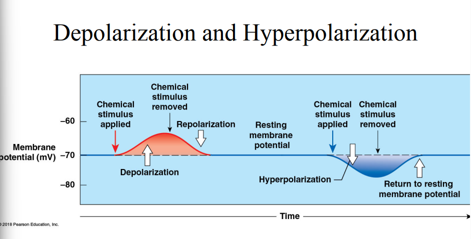 <p>A change in the level of trans-membrane potential opens or closes voltage regulated ion channels. There are 3 types of polarization. What is repolarization?</p>