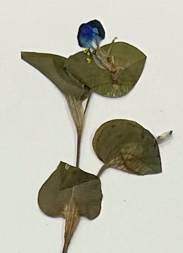<p><span style="background-color: transparent;"><span>Commelinales</span></span></p><p><span style="background-color: transparent;"><span>Commelinaceae</span></span></p><p><span style="background-color: transparent;"><em><span>Commelina communis</span></em></span></p>