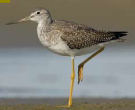 <p><span><span>Tringa melanoleuca </span></span></p>