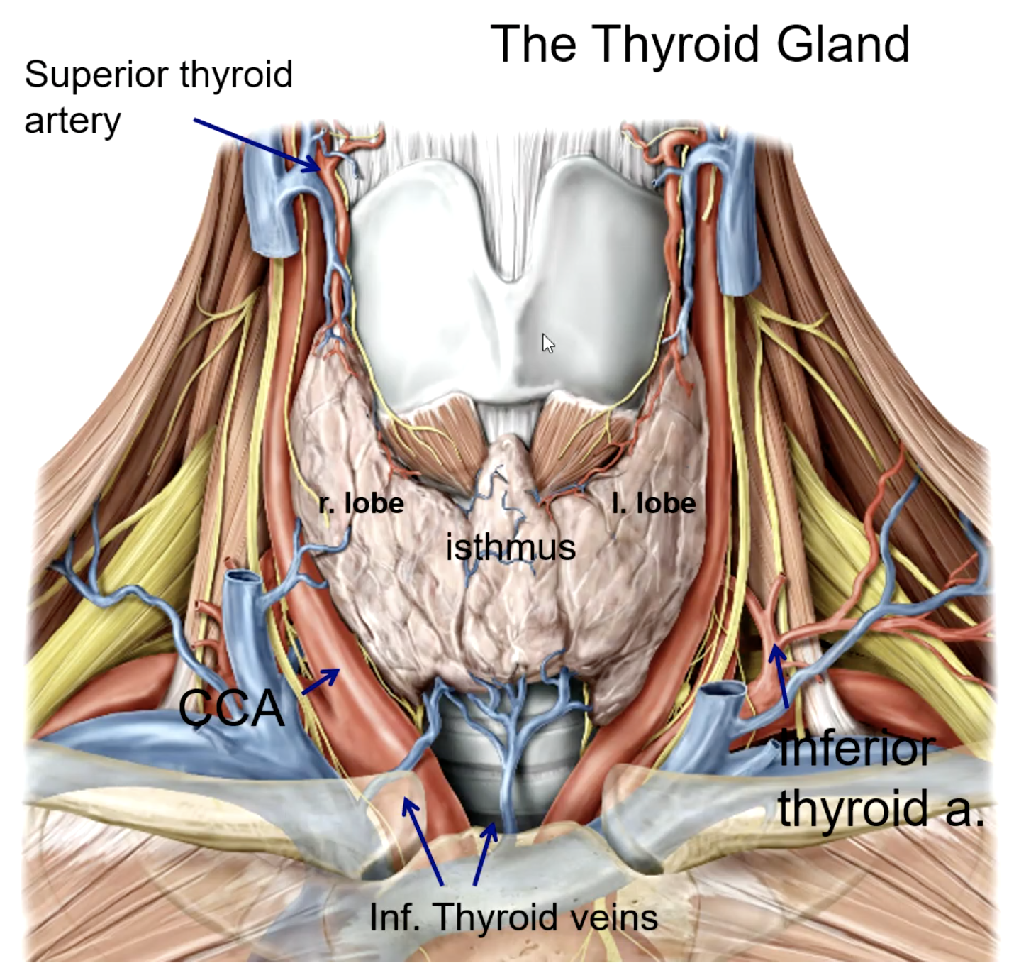 <p>thyrocervical trunk (subclavian a.)</p>