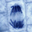 <ol><li><p><span>Centromeres divide, separating each pair of chromatids and pulling them to opposite poles of the side by the shortening/contraction of spindle fibres</span></p></li></ol><p></p>