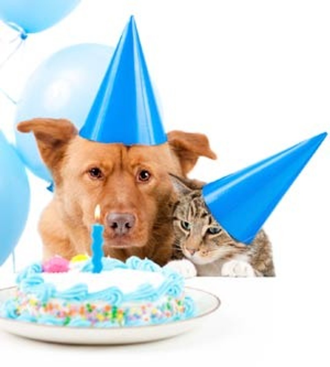 <p>For my birthday I'm getting a dog.</p>