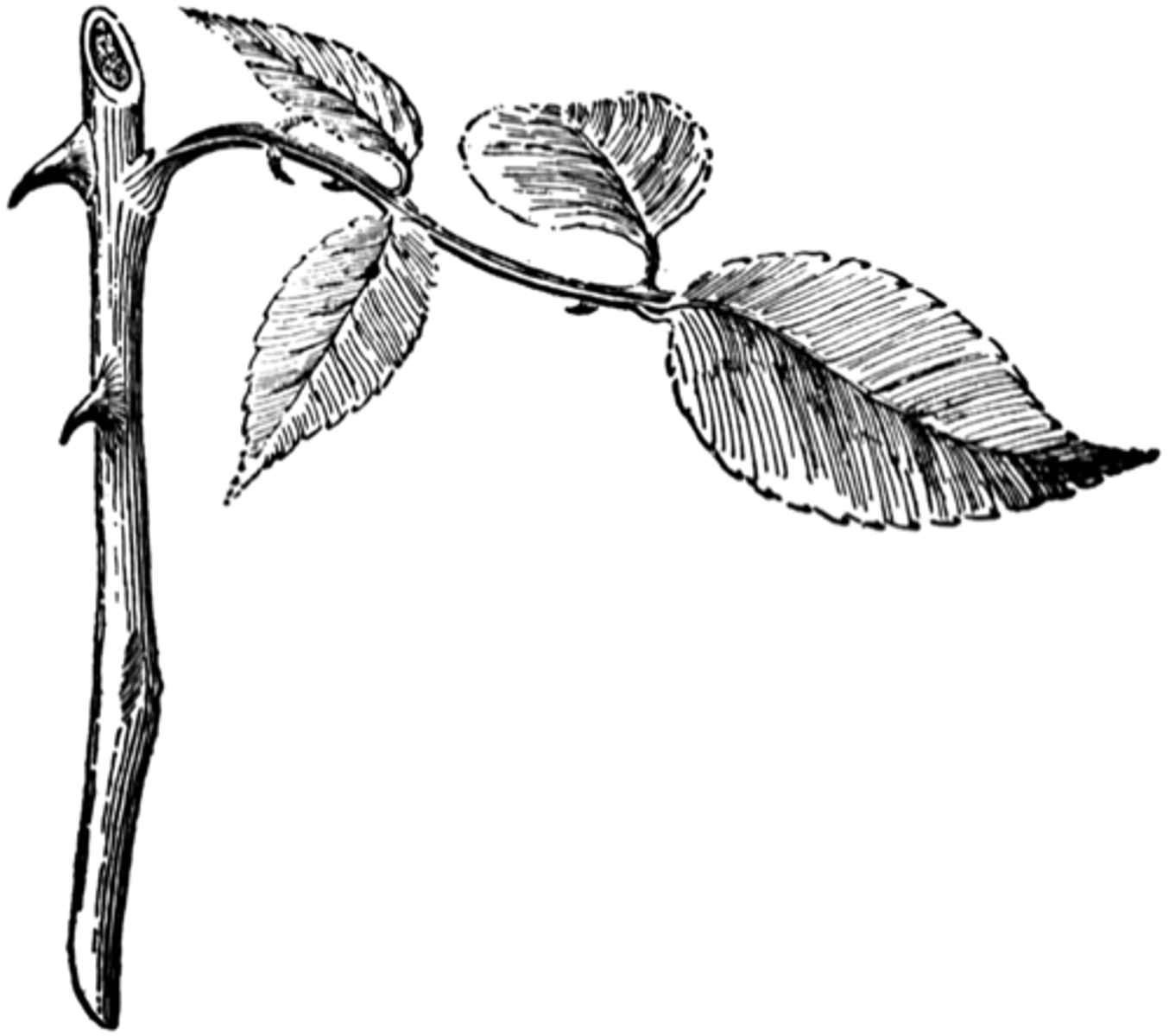 <p>provides support and allows movement of water and nutrients</p>