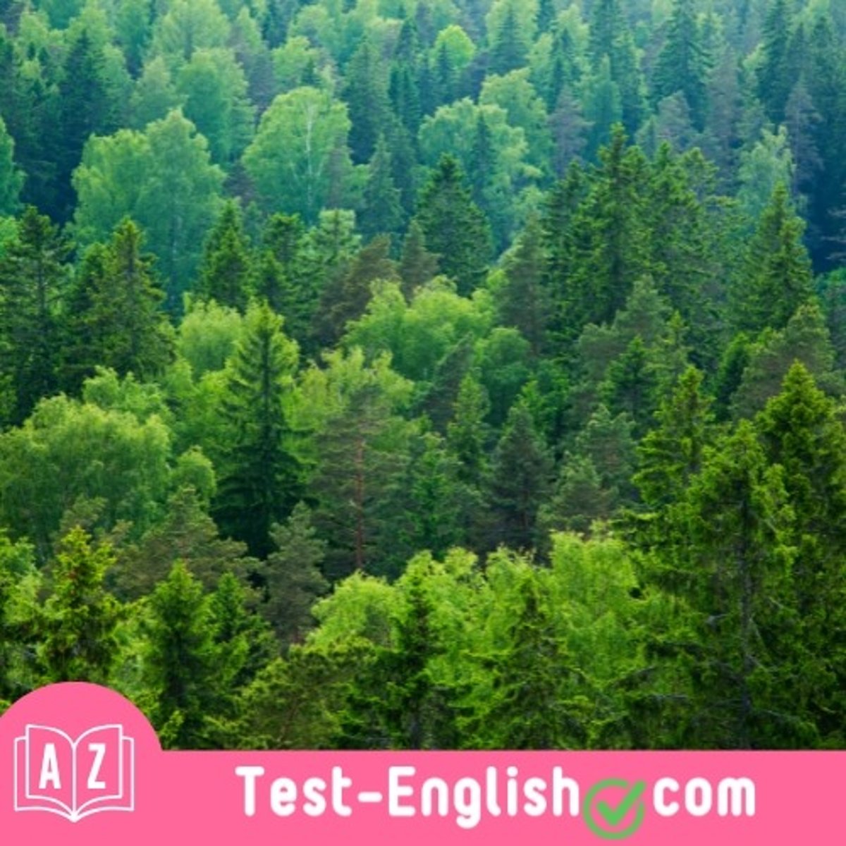 <p>It was dark in the _____ because of the tall trees.</p>