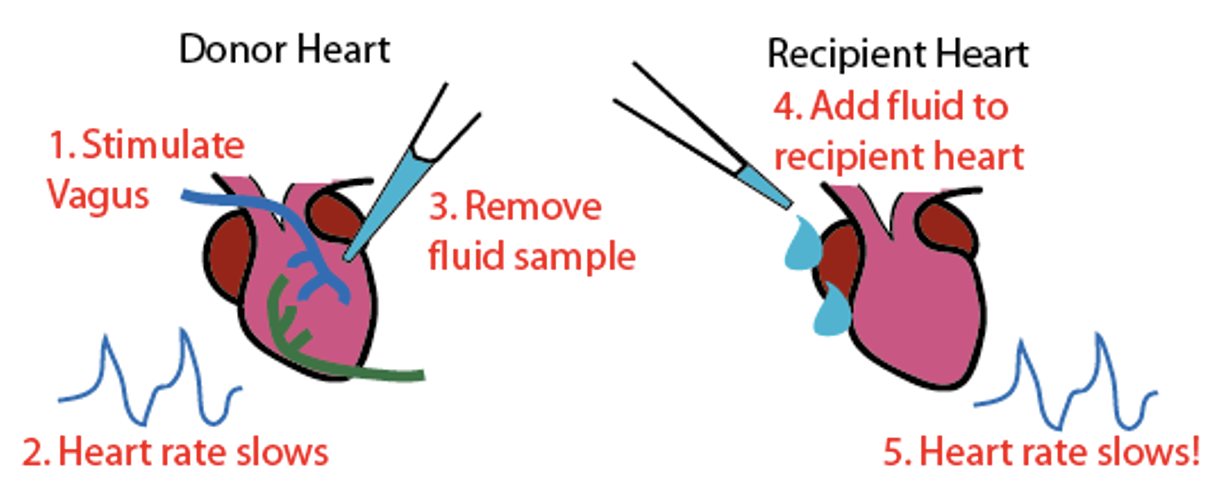 <p>Used 2 isolated frog hearts to show that nerves release a chemical that slows heat beat. Removed fluid from donor hear + added to recipient heart = HR slows = knows chemical caused HR to slow. </p>