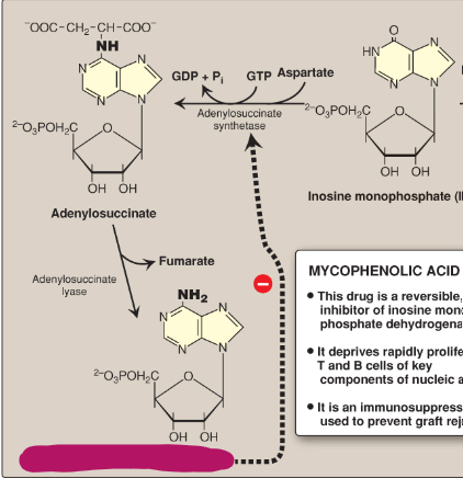 <p>Name this section of AMP synthesis.</p>