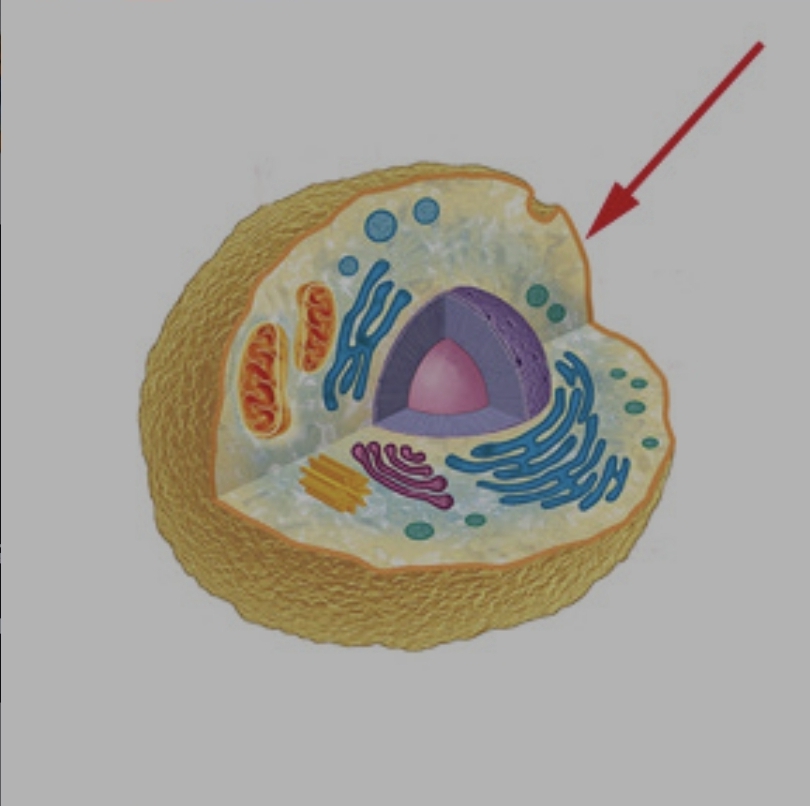 <p>The cell membrane acts as</p>