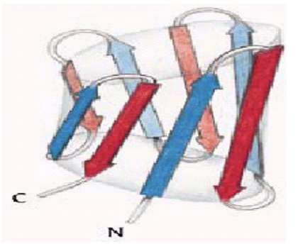 * a beta-sheet forms a barrel when the last beta strand forms hydrogen bonds with the first strand
* first and last sheet create H-bonds
* R-groups at interior are hydrophilic