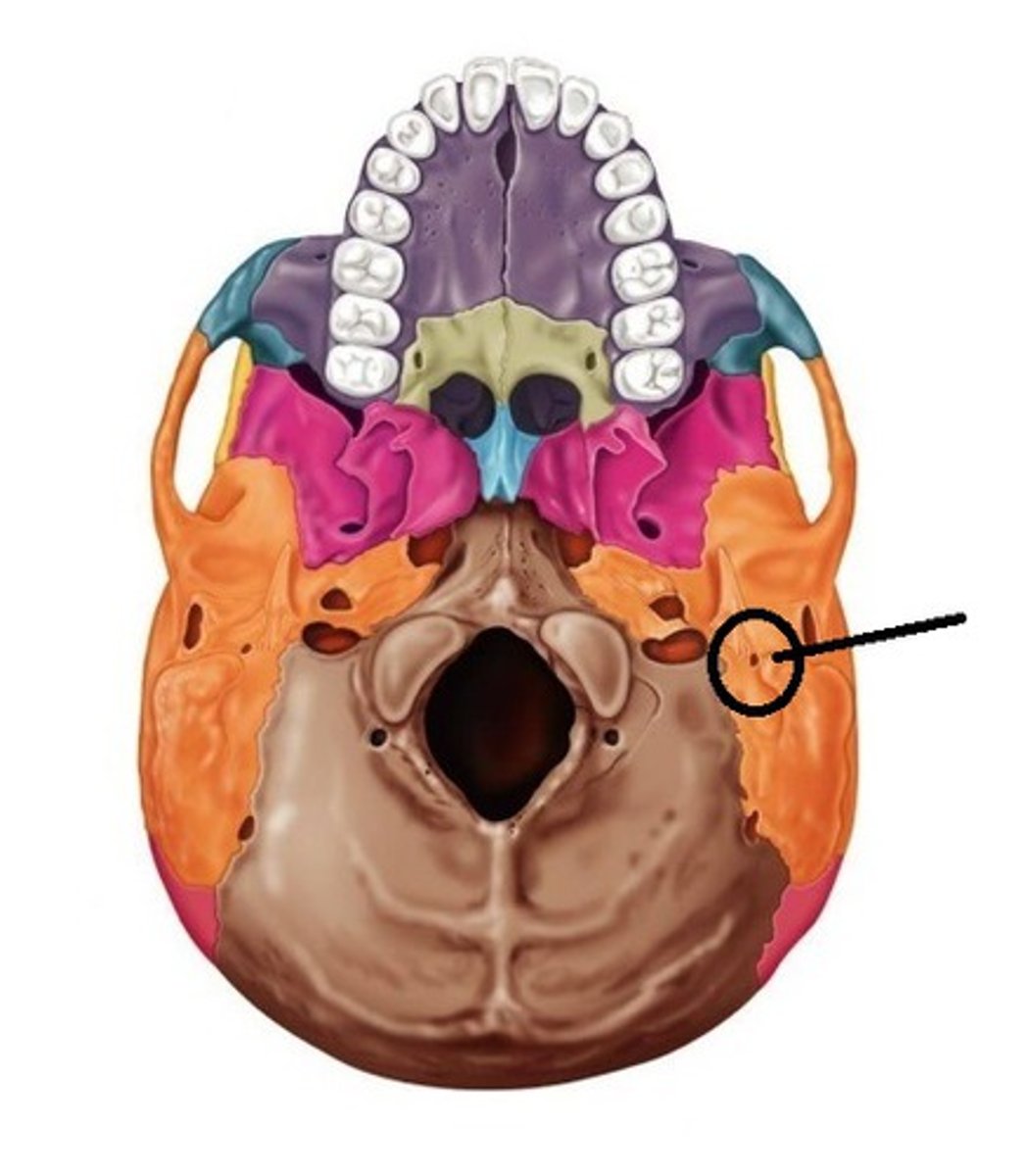 <p>posterolateral to styloid process and anteromedially to mastoid process</p>
