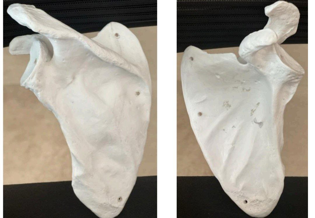 <p>Identify the bone and classify according to position and shape.</p>